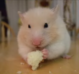 Another Hungry Hamster!